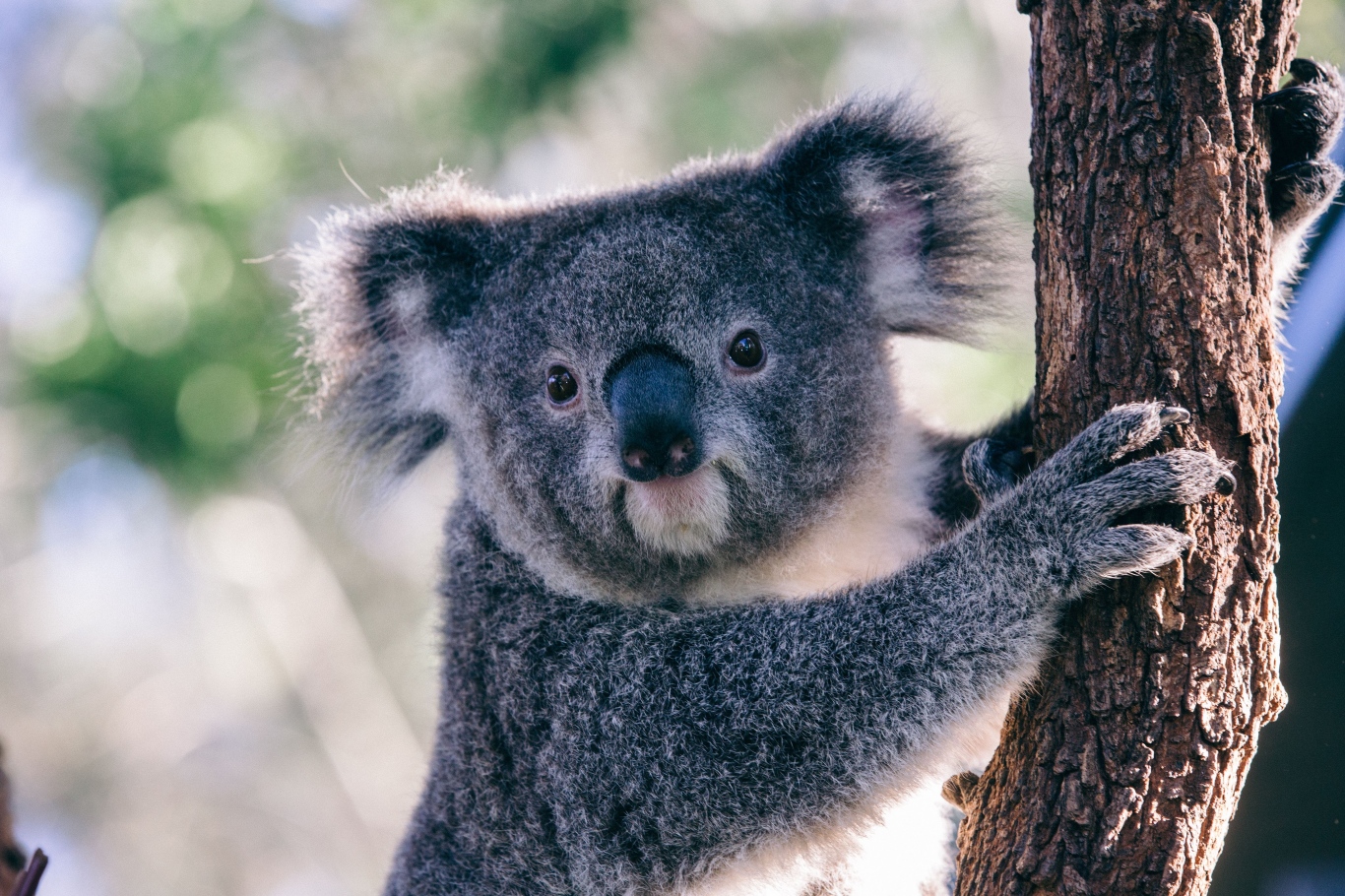 塔龙加动物园 Taronga Zoo Sydney